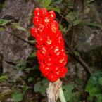 Петнист змиярник [Arum maculatum L.]