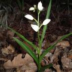 Дълголистен главопрашник [Cephalanthera longifolia (L.) Fritsch]