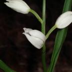 Дълголистен главопрашник [Cephalanthera longifolia (L.) Fritsch]