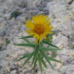 Успореднонишков оман (Inula albus L.)