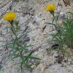 Успореднонишков оман (Inula albus L.)