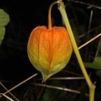 Мехунка (Physalis alkekengi L.)